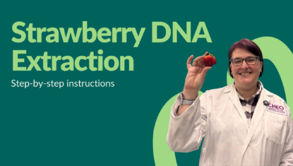 Strawberry DNA Extraction